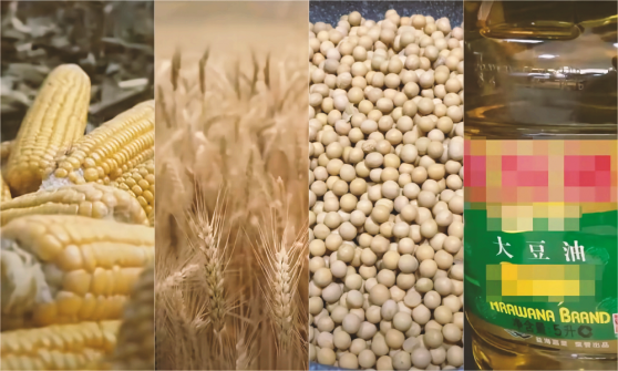 3月19日 CBOT大豆、小麦、玉米合约技术分析