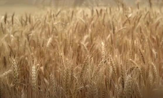 由于供应充足，芝加哥小麦价格在跌至4月以来最低后上涨