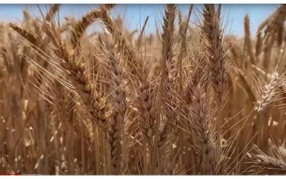 全球供应困难刺激小麦上涨，巴西洪水支撑豆价！