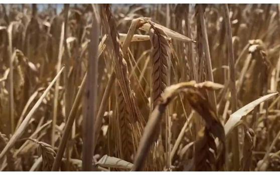 小麦仍有上涨潜力！三季度全球库存或至9年低点，俄罗斯收成预期遭下调 