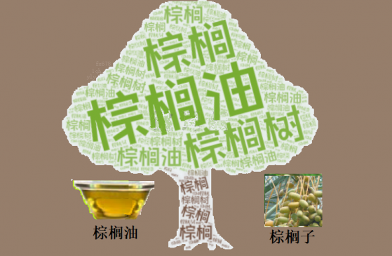 棕榈油反弹能持续吗？需求疲软和供应紧张的博弈再升级！