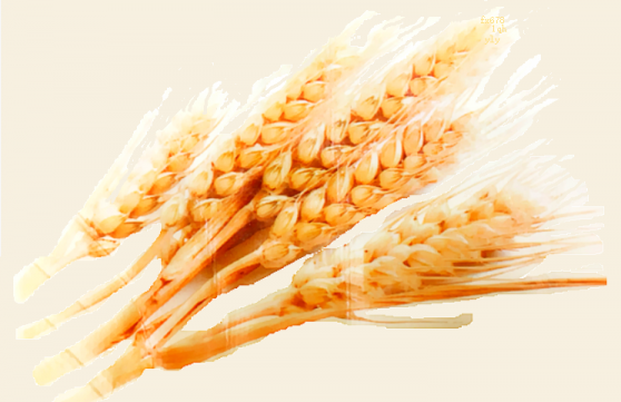 小麦小幅下跌后可能重新测试575.25美分