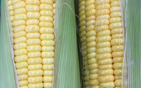 美国玉米作物状况下降，芝加哥玉米延续涨势